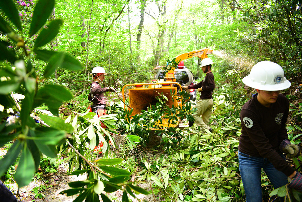 An American Conservation Corps crew clears overgrown vegetation on trails at Moses H. Cone Memorial Park