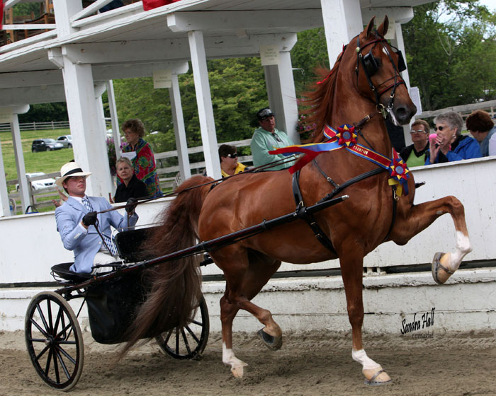 Blowing Rock Charity Horse Show Saddlebred Division Blue Ridge
