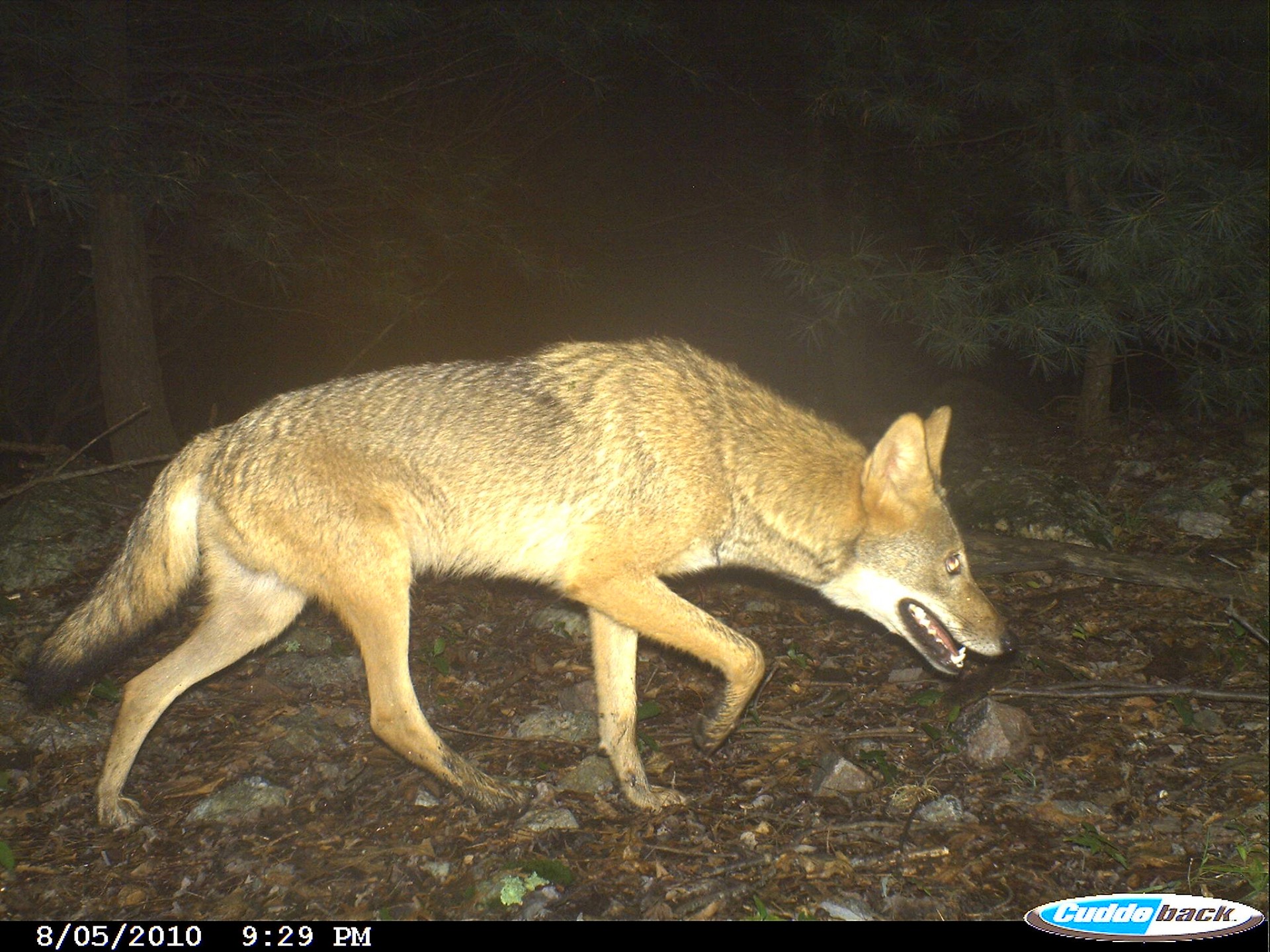 Remote cameras captured images of a coyote along the Parkway.